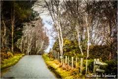 scot_SWaskoenig_X_2018_04_18_0417